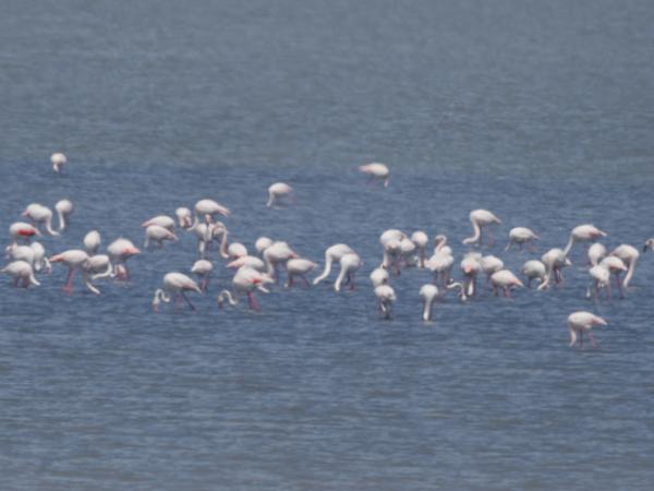 Flamingo (Phoenicopterus roseus)